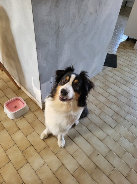 Atout canin - photo 3