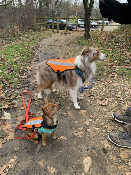 Love Dogs Education & Academy - photo 1