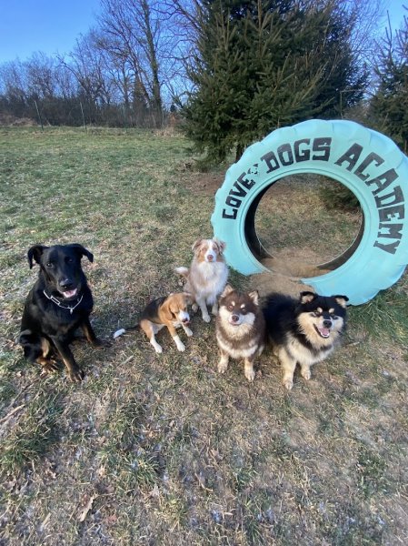 Love Dogs Education & Academy - photo 3