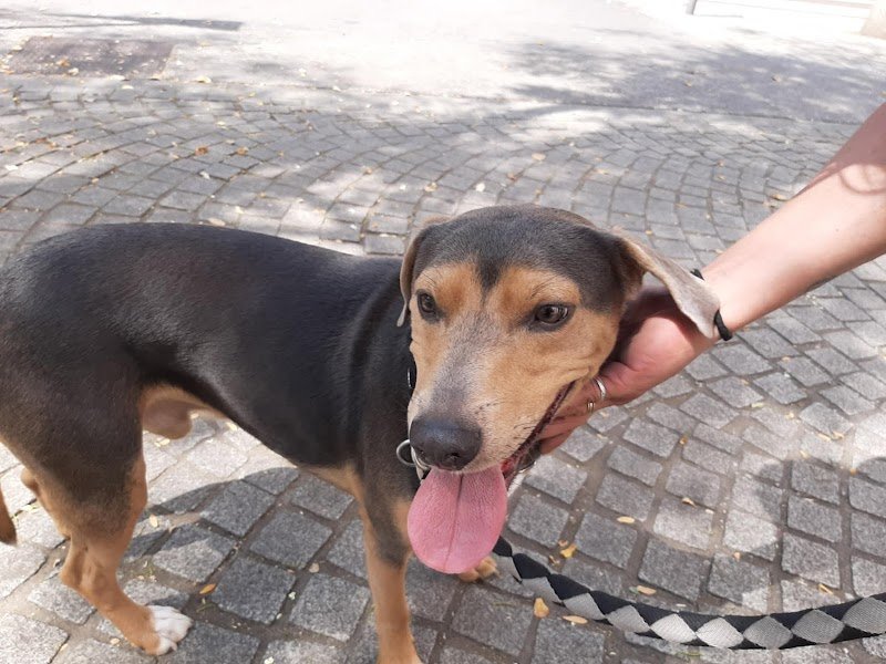 Lesmaryficiences canines - photo 2