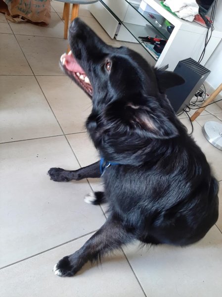 Lesmaryficiences canines - photo 3