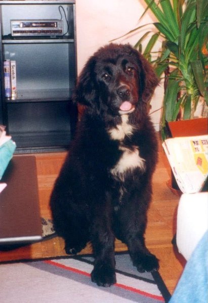 Dogs Friend - photo 1