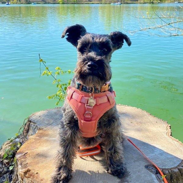 New Dog New Life - photo 2