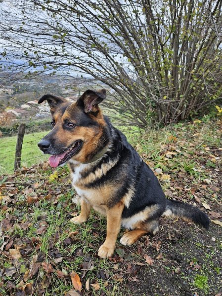 New Dog New Life - photo 3