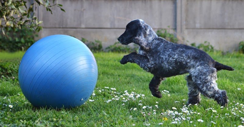 Camille Nguyen - Préparation physique et sports canins - photo 2