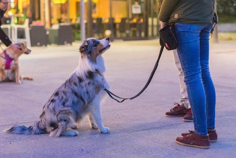 Camille Nguyen - Préparation physique et sports canins - photo 3