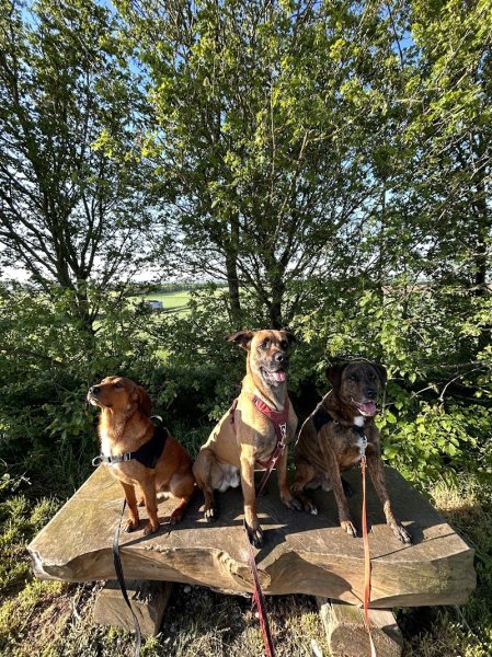 Centre canin les filous - photo 2