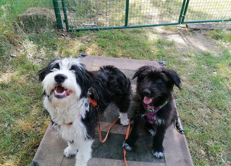 Centre canin les filous - photo 3