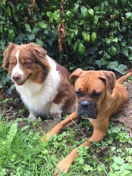 Reeducdog's - photo 2