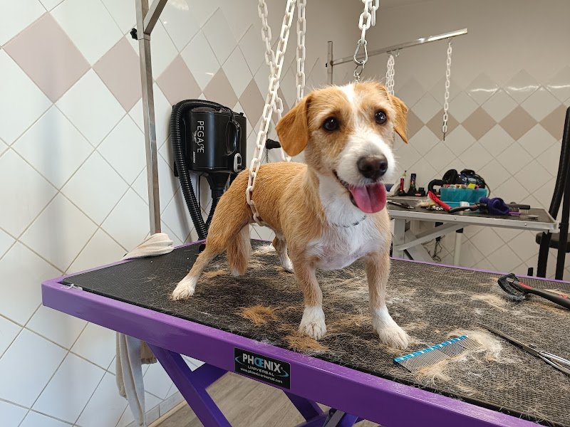 BUBULL'DOG - photo 1