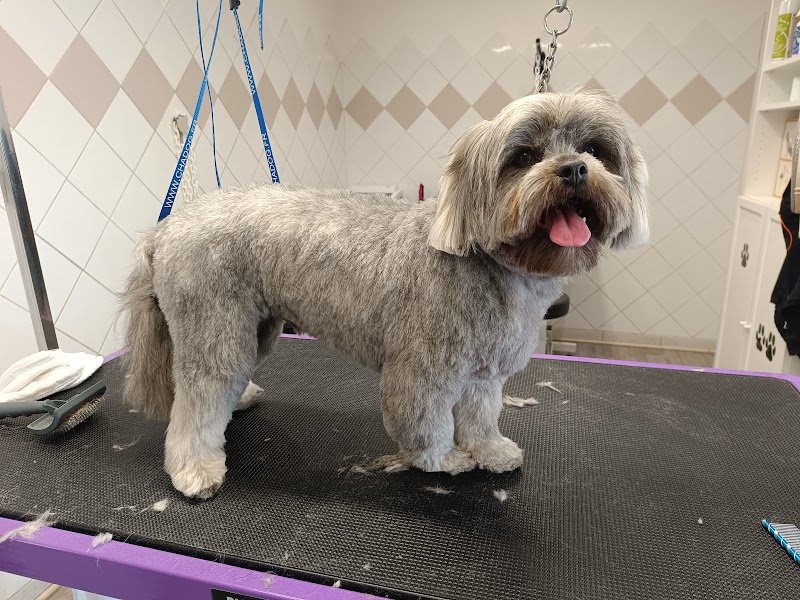 BUBULL'DOG - photo 2