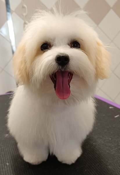 BUBULL'DOG - photo 3