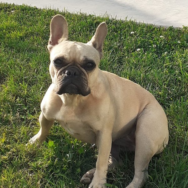 L'émocanin - photo 3