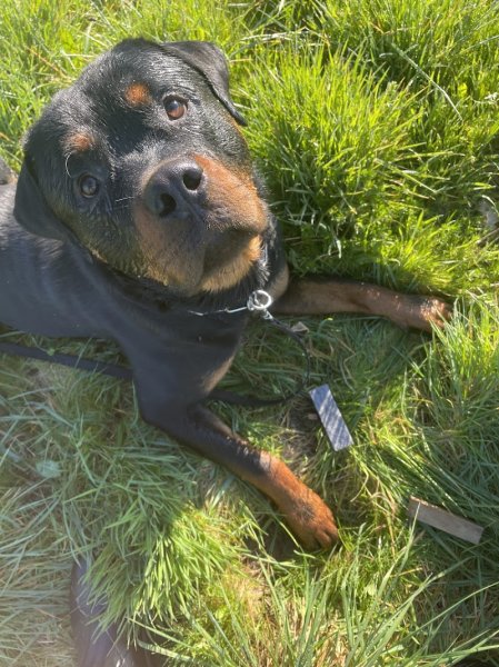 Frédéric Fourney éducateur canin ouest lyon - photo 2