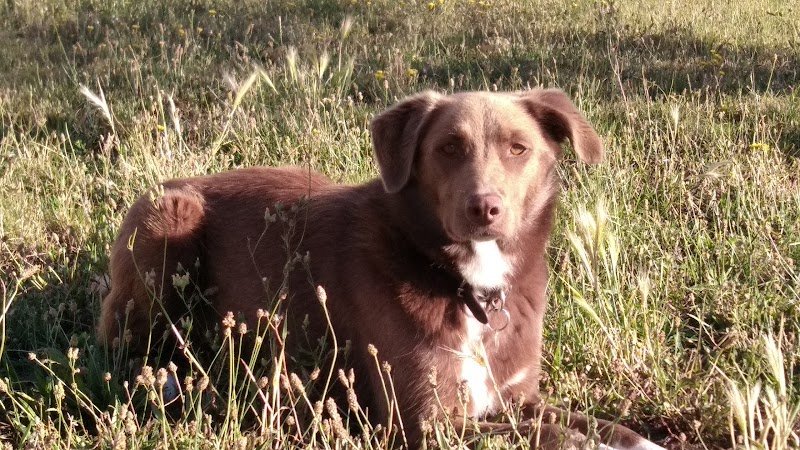 Lien Canin Capucine PATUREL VERNAISON - photo 2