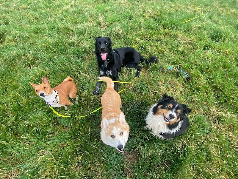 Animole - Comportementaliste animalier et Educateur Canin - photo 2