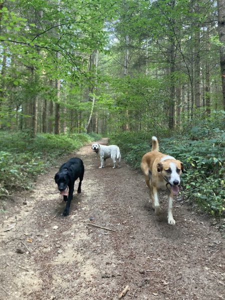 Animole - Comportementaliste animalier et Educateur Canin - photo 3