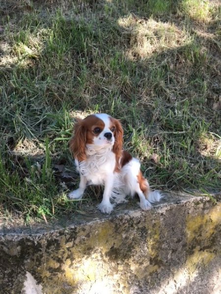 Chien Bleu Lyon - photo 3