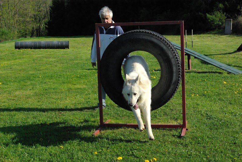 Éducation Canine Ouest Lyonnais