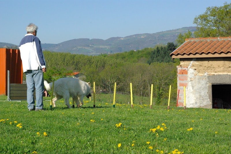 Éducation Canine Ouest Lyonnais - photo 2