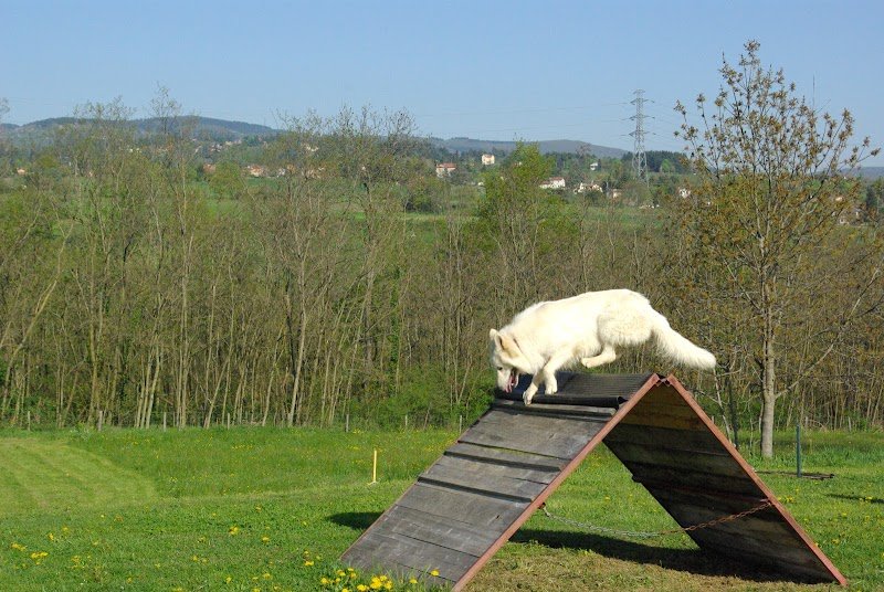 Éducation Canine Ouest Lyonnais - photo 3