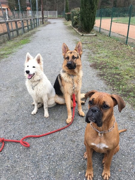 Reeducdogs - photo 1