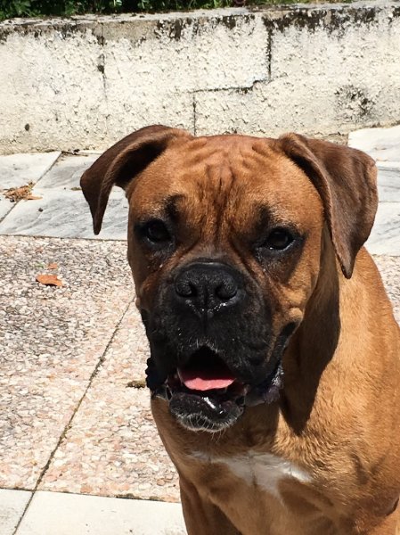 Reeducdogs - photo 2