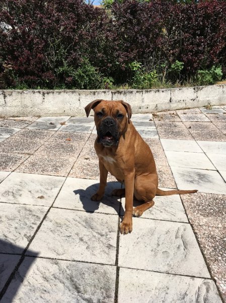 Reeducdogs - photo 3