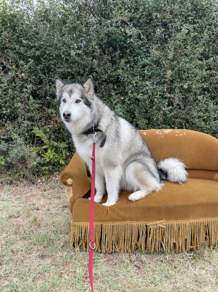 DOG PARADISE LYON - photo 2