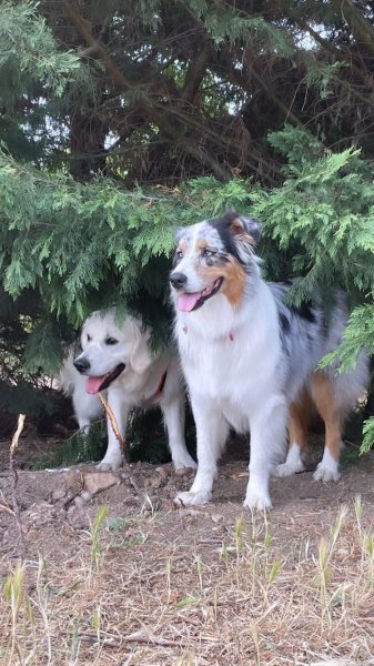 DOG PARADISE LYON - photo 3