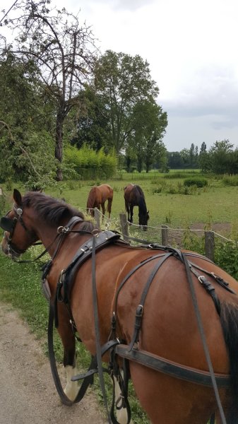 Club canin de Jonage - photo 2