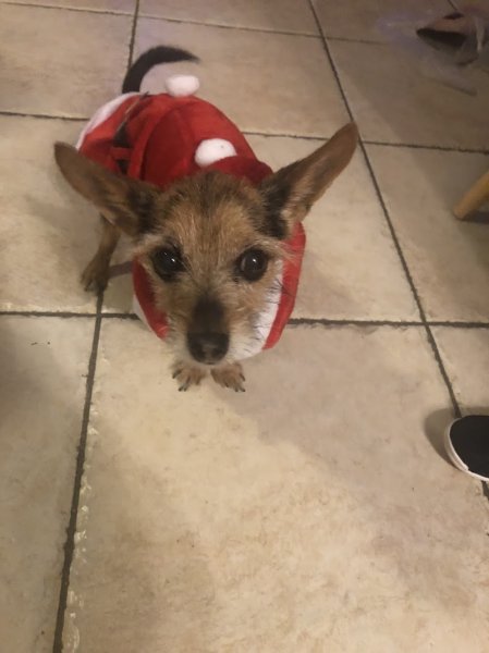 Clinique vétérinaire du Chien Vert - photo 2