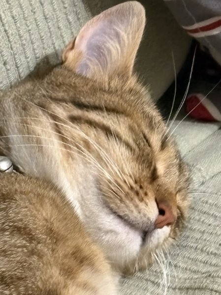 Clinique vétérinaire du Chien Vert - photo 3