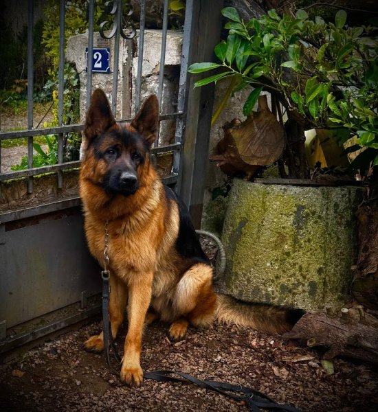 6noTRACKER Agence Canine - photo 2