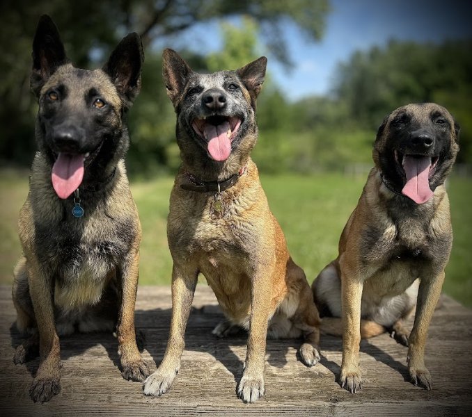 6noTRACKER Agence Canine - photo 3