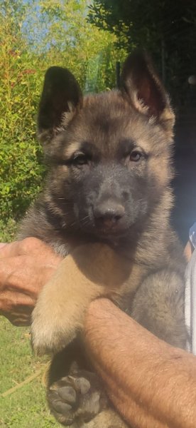 club canin de frontenas - photo 1