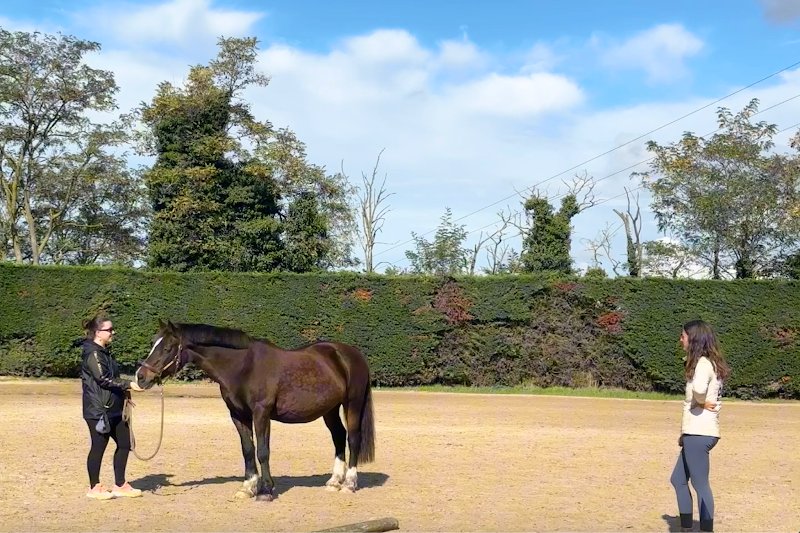 Chloé Deschamps, Comportementaliste équin - photo 2