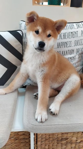 Coach Canin Michel Hainak - photo 2