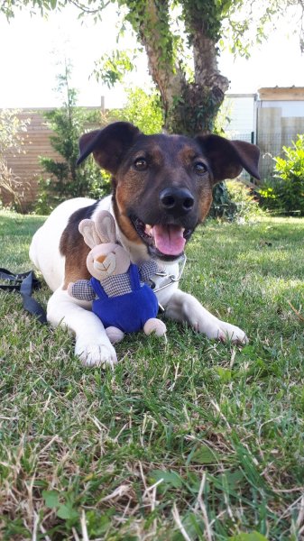 CHARENTE DRESSAGE FRANCE