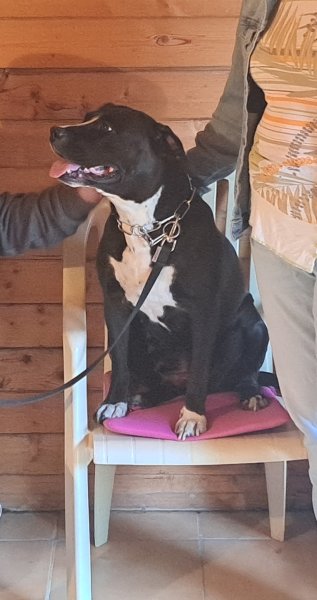 CHARENTE DRESSAGE FRANCE - photo 2