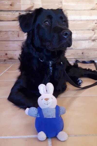 CHARENTE DRESSAGE FRANCE - photo 3