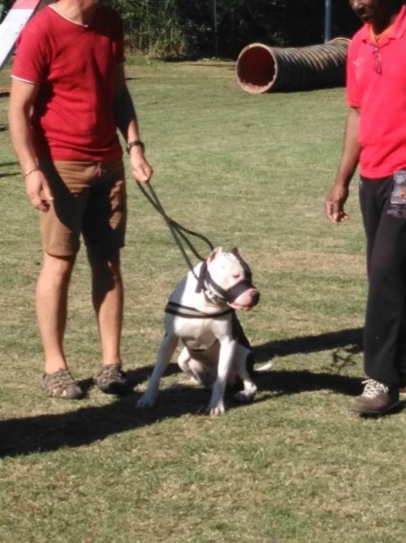 Chien de Police de Corbas Agility