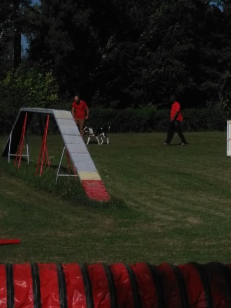 Chien de Police de Corbas Agility - photo 3