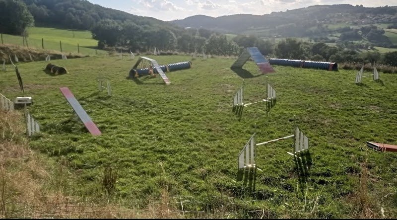 Dog school agility - photo 2