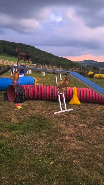 Dog school agility - photo 3