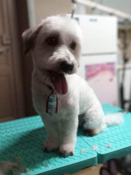 Natural'dog Toilettage - photo 1