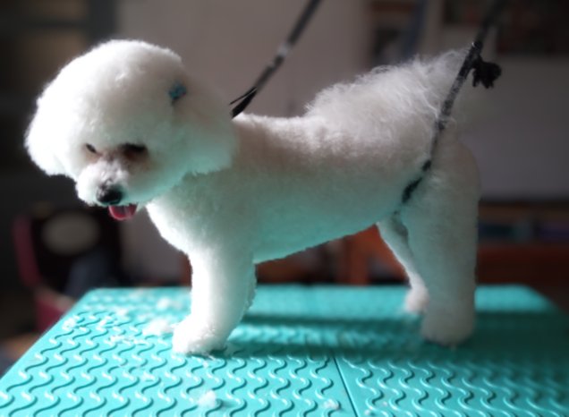 Natural'dog Toilettage - photo 2