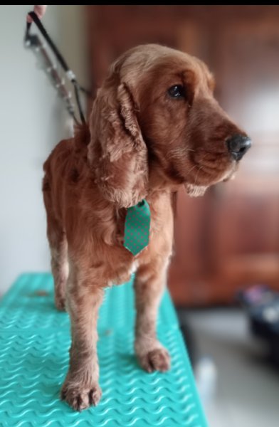 Natural'dog Toilettage - photo 3