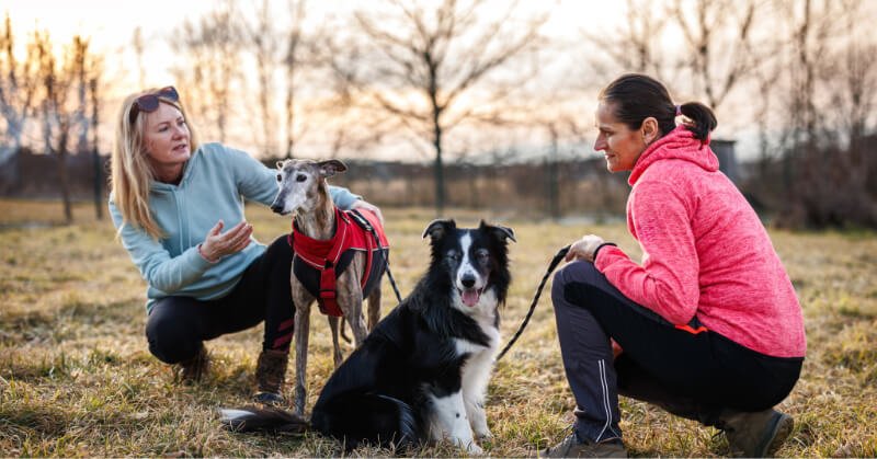 Educateur canin RespectDogs Chambéry - photo 1
