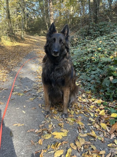Educateur canin RespectDogs Chambéry - photo 3